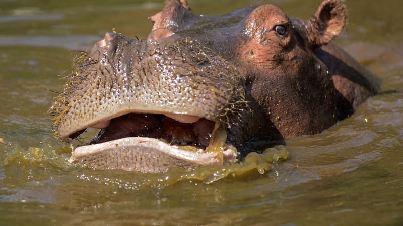 Hippopotame. (Illustration)