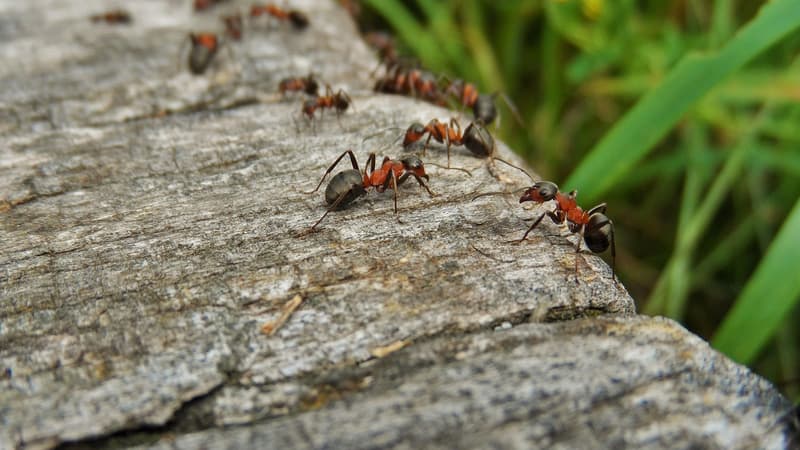 Elles rentrent dans la maison: les habitants de Petit-Landau envahis par des fourmis exotiques
