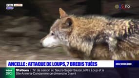 Hautes-Alpes: une attaque de loup à Ancelle, sept brebis tuées