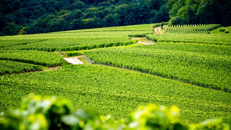 Vallée de la Marne