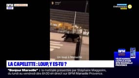 Marseille: y a-t-il vraiment un loup à la Capelette ?