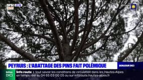  Peyruis : Les habitants sauvent les pins 