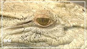 En Australie, ce crocodile blanc rare surprend des touristes 