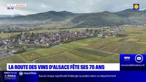 Véritable institution, la route des vins d'Alsace fête ses 70 ans