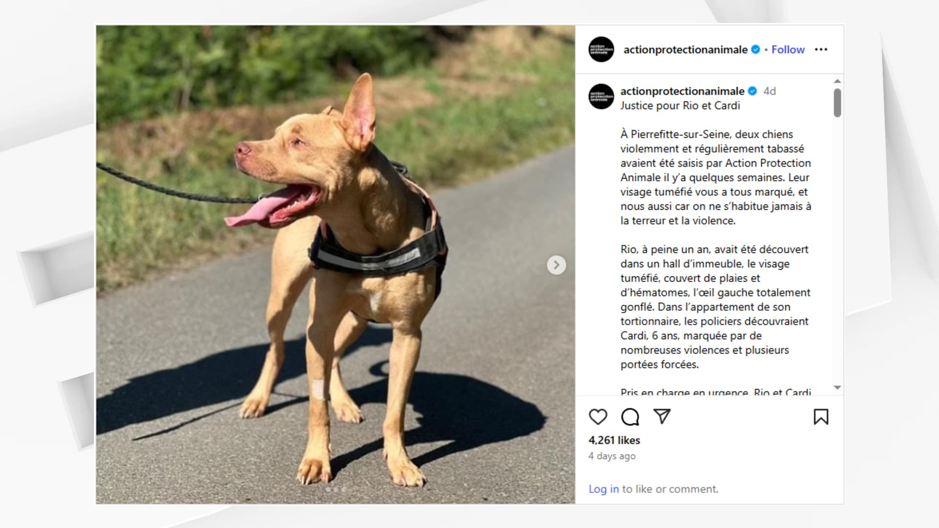 UN HOMME CONDAMNÉ À 6 MOIS DE PRISON FERME POUR DES MALTRAITANCES CONTRE SES DEUX CHIENS EN SEINE-SAINT-DENIS