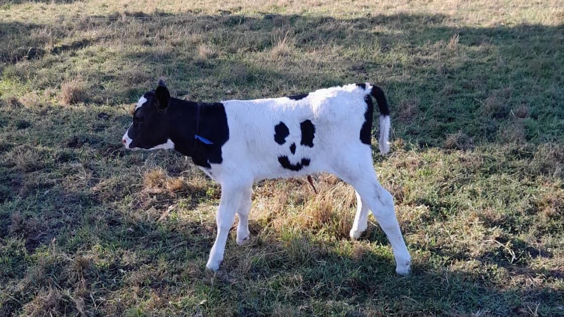 Photo of A calf with spots in the shape of a smiley that was adopted as a pet