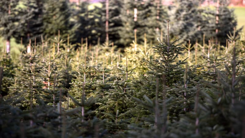 "Certains producteurs vivent à 100% du sapin de Noël": le Morvan produit 40% des sapins en France et aura bientôt son indication géographique protégée (le sapin coûtera un peu plus cher)
