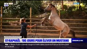 Var: à Saint-Raphaël, 100 jours pour élever un Mustang