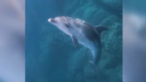 Parbatt, un dauphin solitaire à la tâche blanche, est souvent repéré dans la rade de Villefranche-sur-Mer.  (Illustration)