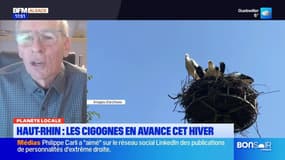 Planète locale du mercredi 29 janvier - Haut-Rhin : les cigognes en avance cet hiver