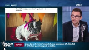 La nouvelle technique pour calculer l’âge de votre chien en humain