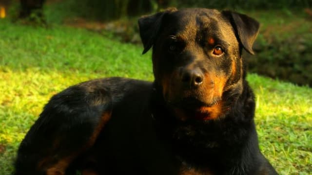 Elle Tue Le Chien Qui Attaquait Son Chat La Legitime Defense Reconnue