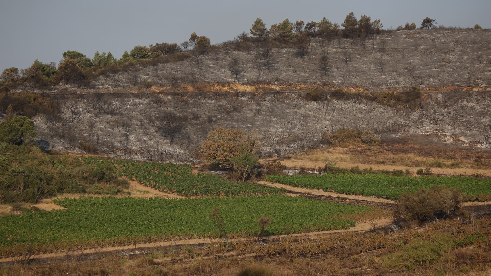 De la végétation brûlée à proximité d'un vignoble lors d'un incendie dans l'Aude, le 7 août 2025.