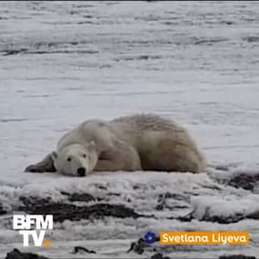 Cet ours polaire s’est retrouvé à 700 km de son habitat