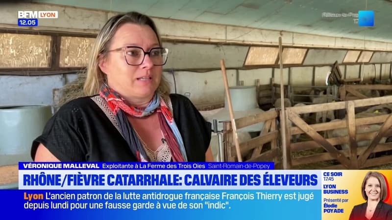 Saint-Romain-de-Popey: les calvaire des éleveurs d'ovins face à la fièvre catarrhale