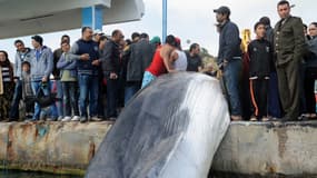 La baleine de 10 mètres est morte et a été ramenée au port par le pêcheur.