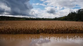 Un champ de maïs inondé à Pommeuse, le 10 octobre 2024.