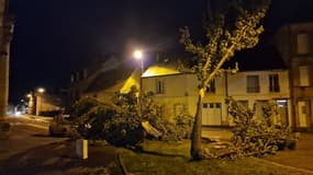 Un arbre arraché dans l'Orne après le passage de la tempête Chiaran, le 2 novembre 2023.