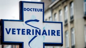 Vétérinaire (image d'illustration)