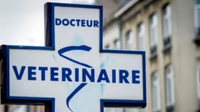 Plus de 5.000 vétérinaires se sont portés volontaires pour venir en renfort des médecins.