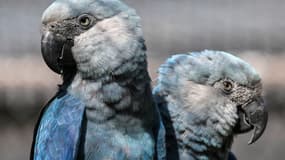 Deux aras de Spix à Sao Paulo au Brésil, le 3 mai 2024