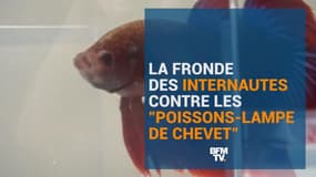 La fronde des internautes contre les "poissons-lampe de chevet"