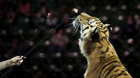 Un tigre entraîné avant une représentation du cirque Ringling Bros. and Barnum &amp; Bailey Circus, le 14 avril 2017 à Fairfax aux Etats-Unis. (Photo d'illustration)