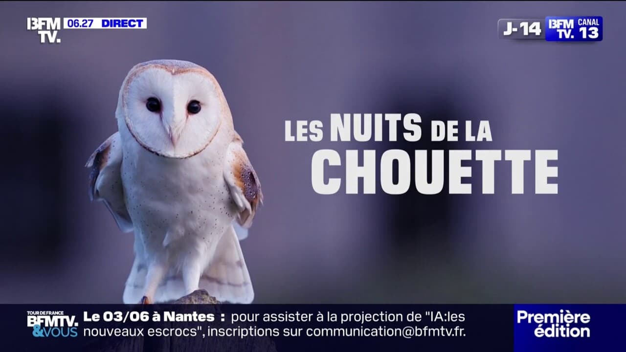 Les nuits de la chouette - des éclosions à moëze (charente-maritime) et des oisillons en bonne santé en vendée