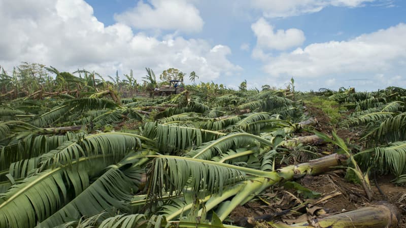 Une bananeraie dévastée par l'ouragan Maria en Guadeloupe