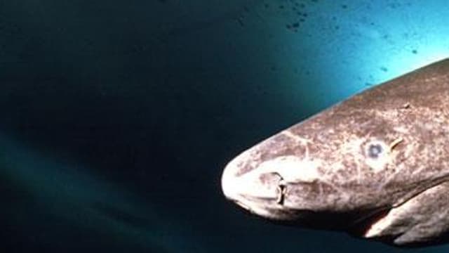 Le Requin Du Groenland Peut Vivre 400 Ans