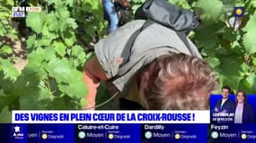 Les seuls vignobles qui poussent à Lyon ont été vendangés ce week-end