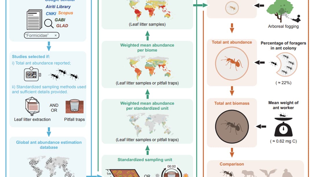 Description graphiques des méthodes employées dans l'étude. Description graphiques des méthodes employées dans l'étude.