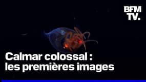 Un calmar colossal filmé pour la première fois dans son milieu naturel 