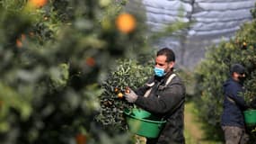 Un travailleur marcocain au travail dans une exploitation corse de clémentines le 29 octobre 2020 à Folelli