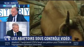 Maltraitance animale: l'Assemblée nationale propose de mettre les abattoirs sous vidéosurveillance