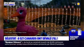 Sélestat: plus de 6000 canards en plastique ont dévalé l'Ill