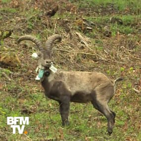 Il avait disparu depuis un siècle, mais le bouquetin a été réintroduit dans les Pyrénées