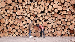 Les prix d'un stère de bois varient selon de nombreux critères (photo d'illustration).
