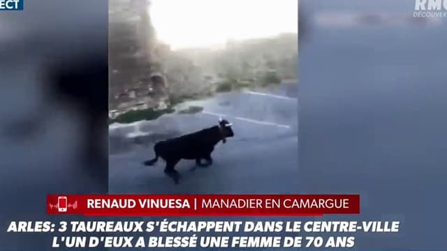 EN VIDEO - Trois taureaux s'échappent en plein centre-ville d'Arles, une femme blessée