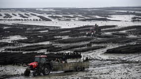 Des poches d'huîtres à Cancale (Illustration)