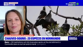 Normandie: où trouver les chauves-souris?