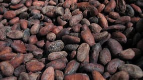 Le cacao, qui permet de produire le chocolat, pourrait disparaitre d'ici trente ans