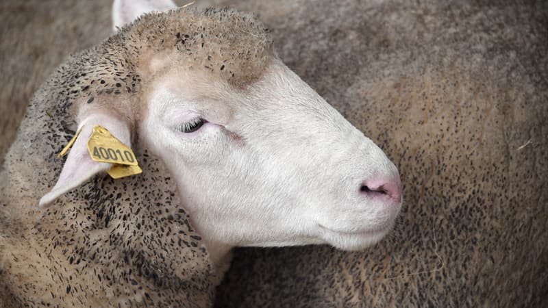 Une brebis photographiée lors du 28e Salon international des productions animales (SPACE) à Rennes (Ille-et-Vilaine), le 15 septembre 2014.