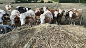 Un élevage bovin au Grand-Lucé, dans le nord-ouest de la France, le 21 août 2018