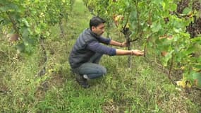 Haroon Rahimi, un réfugié d'Afghanistan devenu vigneron à Niedermorschwihr (Haut-Rhin), dans ses vignes en septembre 2024. 