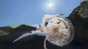 Une méduse aux abords d'une plage à Ajaccio, en Corse, le 18 juin 2022