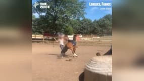 Une plainte a été déposée après la publication d'une vidéo polémique montrant un cheval maltraité à Lorgues (Var), en septembre 2023.
