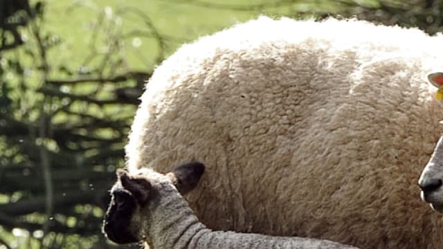 Les brebis ont été retrouvées mortes dans une zone de pacage différente (photo d'illustration)