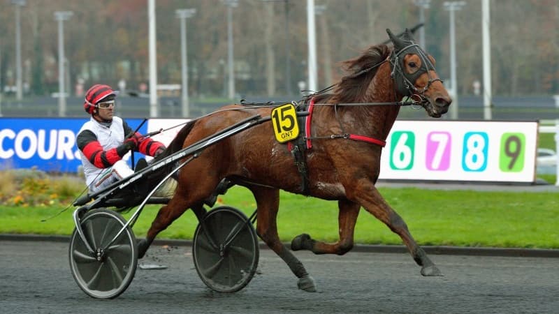 Les pronos hippiques du 10 novembre 2021