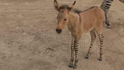 Khuma est un "zonkey" ou zébrâne, mi-zèbre, mi-âne.